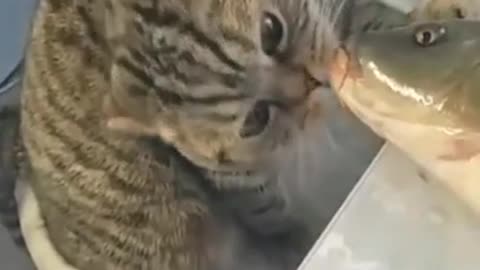 Cat and Fish,Romantic😘Kiss Video