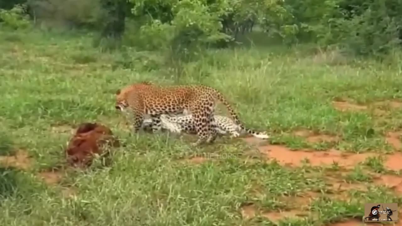 Bad Moments Leopards Get Injured While Picking The Wrong Prey, W...Animal Fight