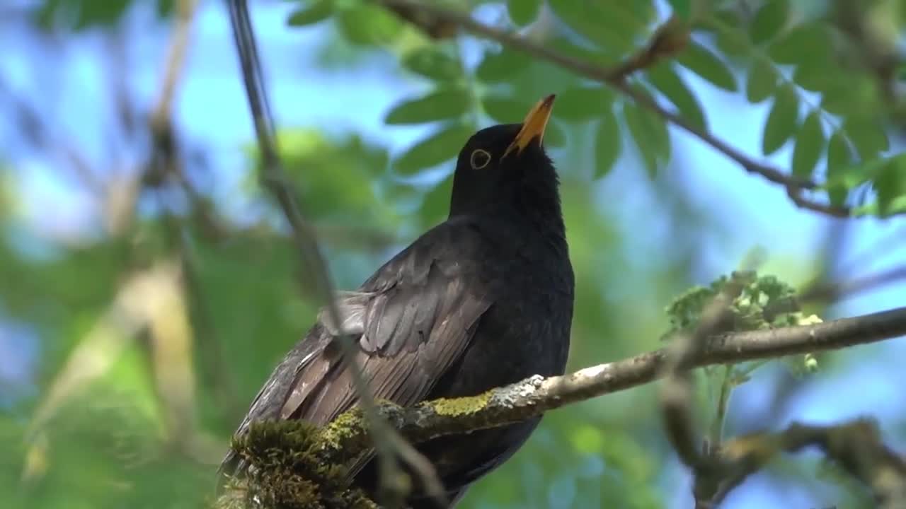 Cuckoo - Meditation sound - Sweet sound - Relaxing Mind - koyal ki aabaz - koyal med