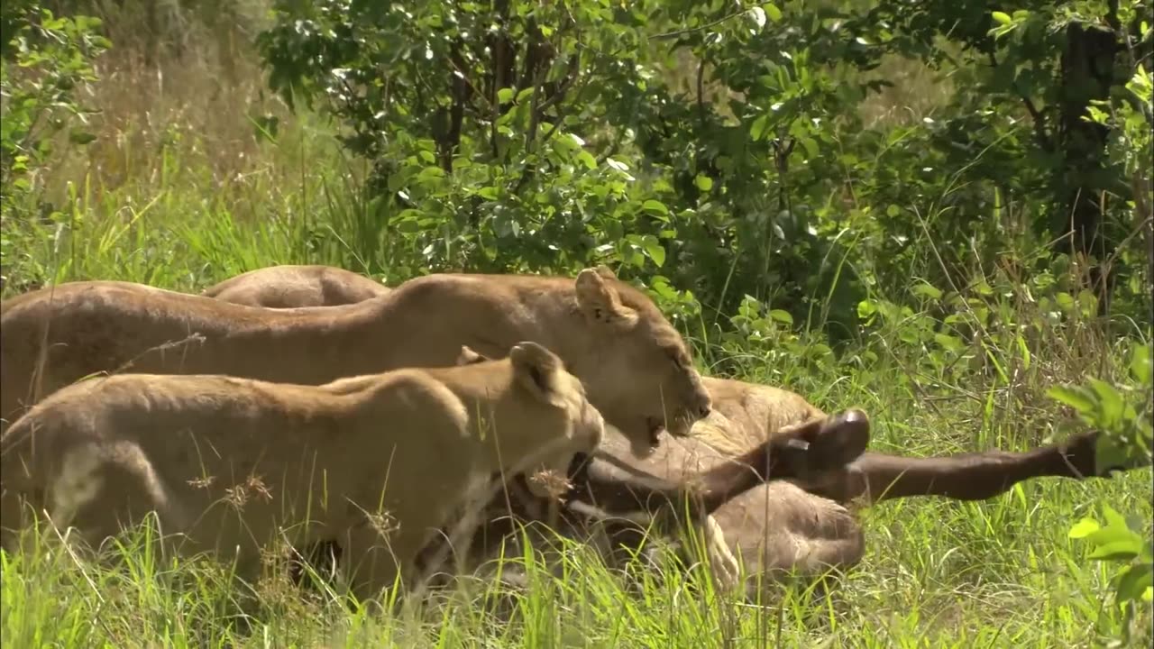 The Apex Predators Fighting To Feed Their 21 Lion Family | Pride In Battle | Full Documentary