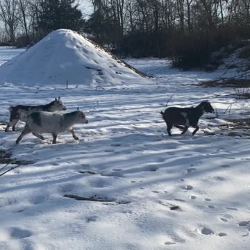 It's GOATS playtime!!! 02.2021