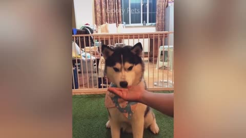 Cat Reaction to Cutting Cake Funny Dog Cake Reaction Compilation