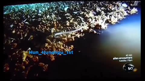 Something mysterious in the Gulf of Mexico