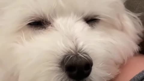 Dog Tofu Enjoys Relaxing Pets - A Calm and Healing Moment