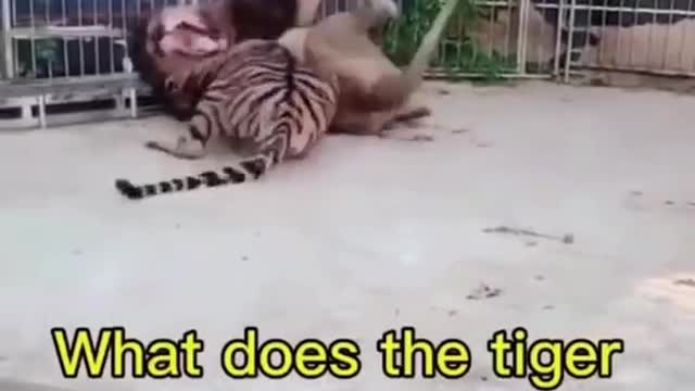 Funny Tiger🐶Cats and 😻Dogs- Fuker Funny Pet Animals Videos 😇