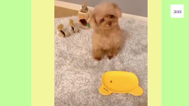 Happy and funny dogs videos