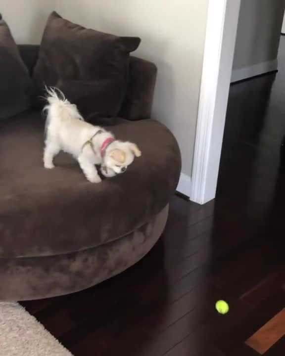 Little dog plays ball solo