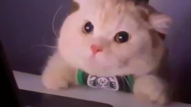 Cute cat reaction 😍