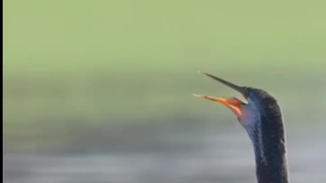 Bird eating fish in river