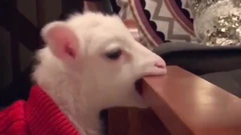 This sheep is so hungry it's eating the table