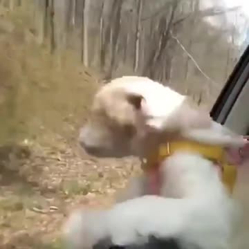 Tasty wind? Is he really tasting something???