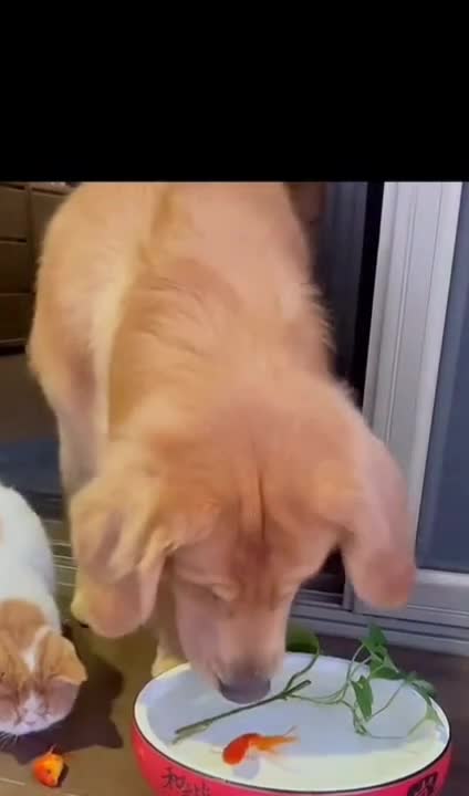 Dog is always a life saver