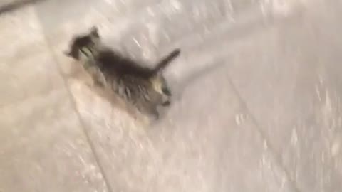 Gray kitty following owner
