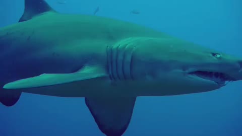 This amazing encounter with a Grey nurse shark