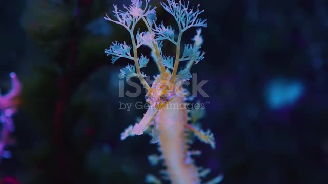 water ragon