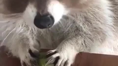 Raccoon: “don’t touch grapes