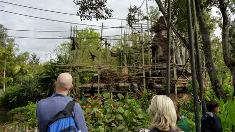 Gibbon Habitat Animal Kingdom Park