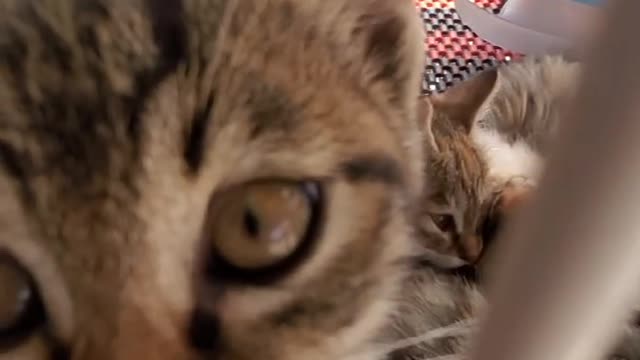 Very cute kittens and animals
