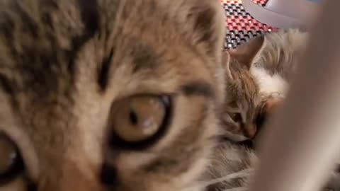 Very cute kittens and animals