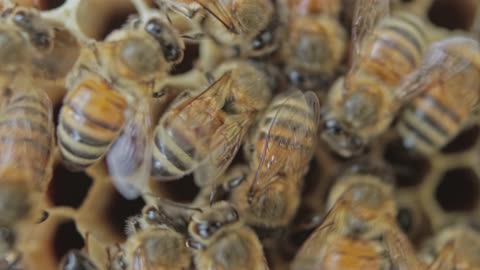 bees