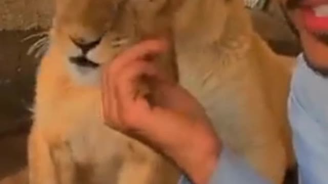 He plays with the lion