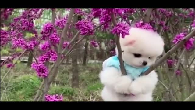 super cute dog
