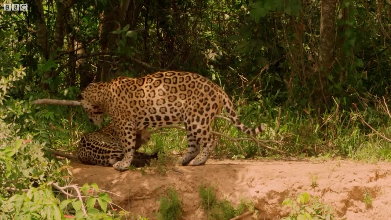 Jaguar Mating | Wild Brazil | BBC Earth