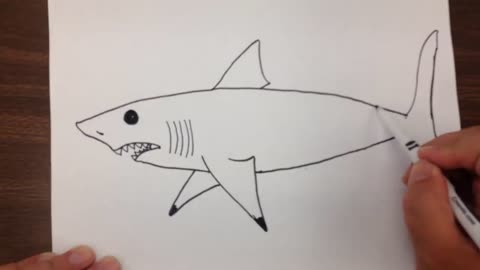 How to Draw a Great White Shark Step by Step