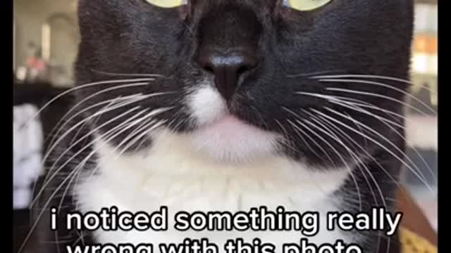 Cute and Funny Cat Videos