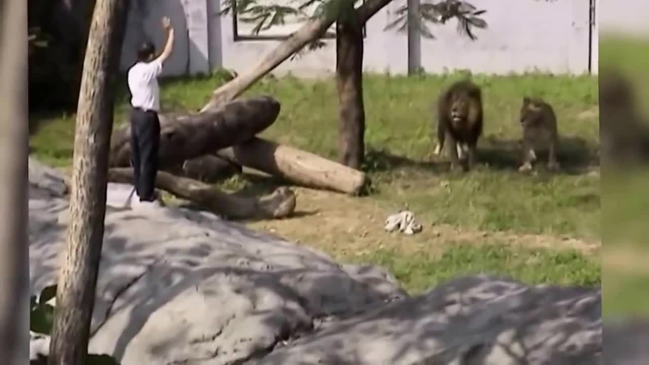 Crazy Man Entered The Lions Cage in Taipei Zoo Horrible News Video of man vs Lion