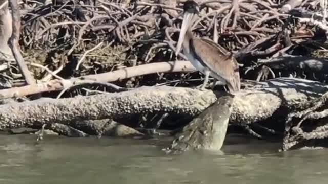 That was a close call,watch how the bird escaped from the crocodile