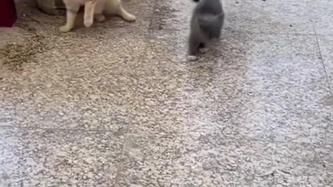 Cat crazy things,Cat funny video,