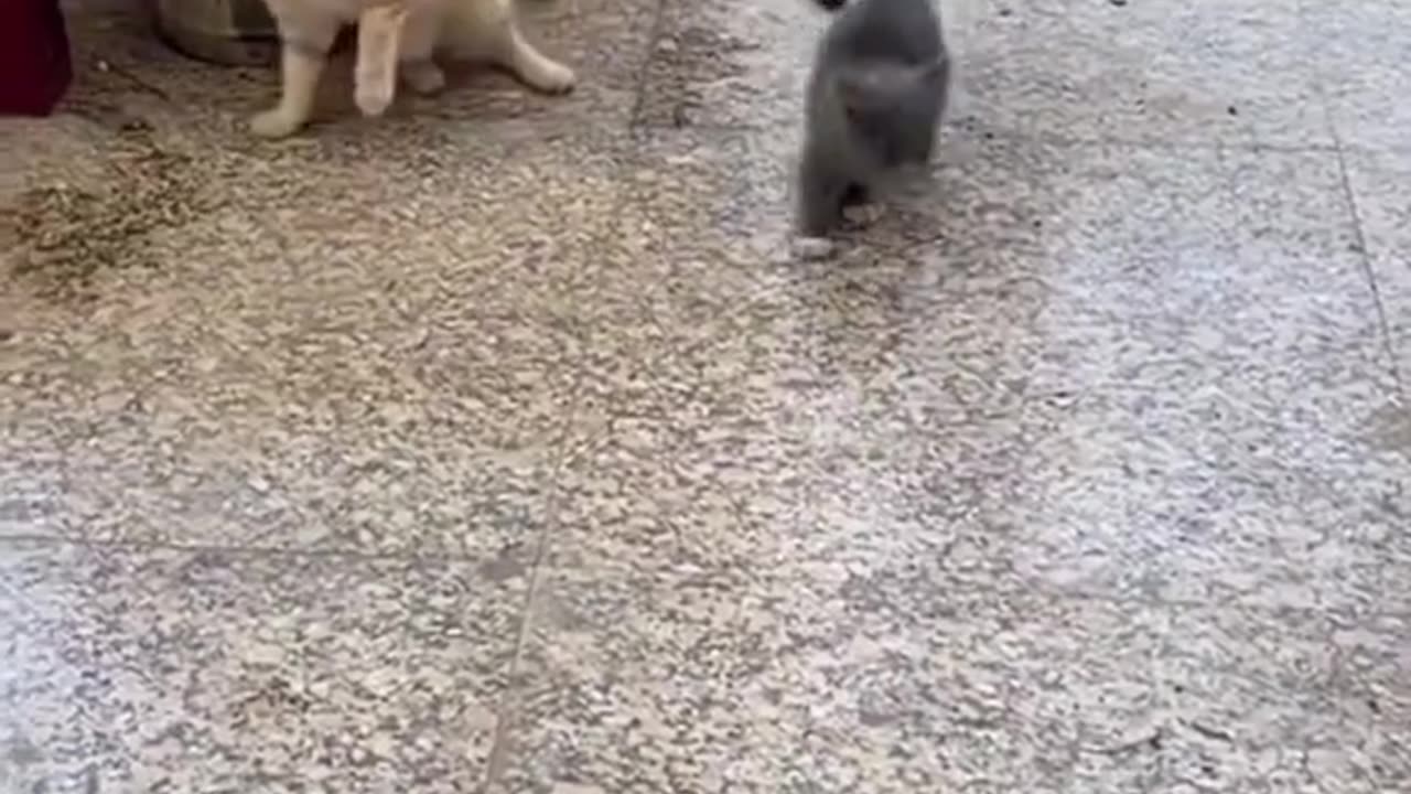 Cat crazy things,Cat funny video,