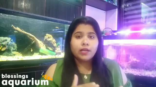 Bacterial disease in Fish | Symptoms, Causes and treatment for Fin Rot