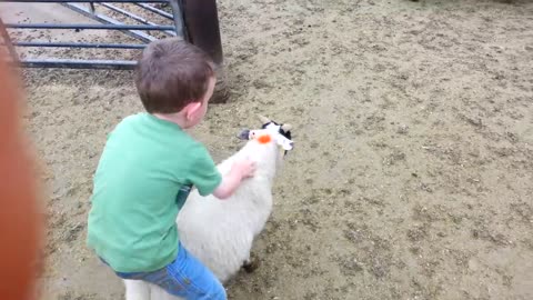 4 year old catches sheep