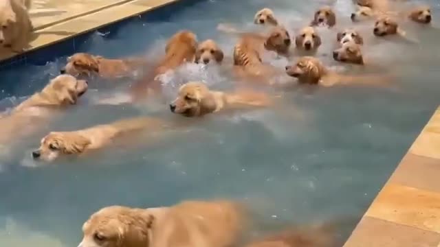 Todos merecem uma piscina 🐕🐕🐕🐕