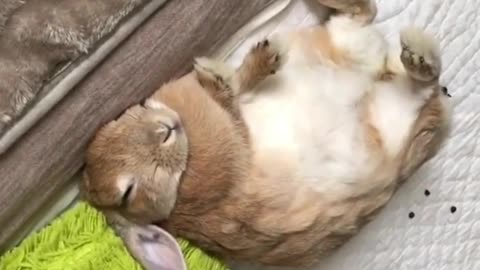 This bunny slept really hard