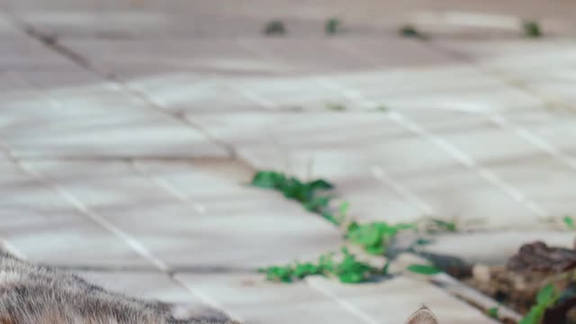 cute cat