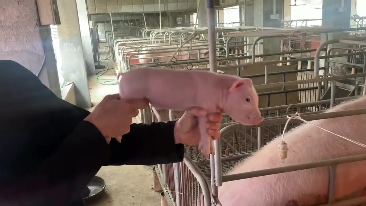 If owning a pig's car isn't enough, what about a piggy weapon?