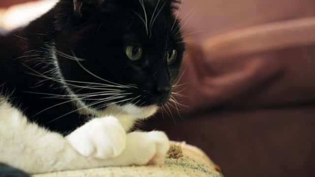 Close up of a black and white cat sitting on a chair licking its paws