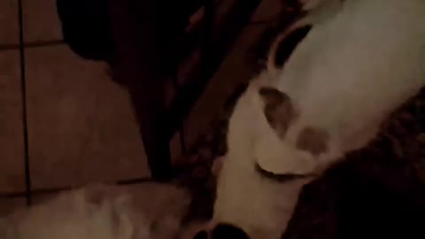 Rabby has sex with cat