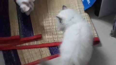 Funny and cute Kittens fight