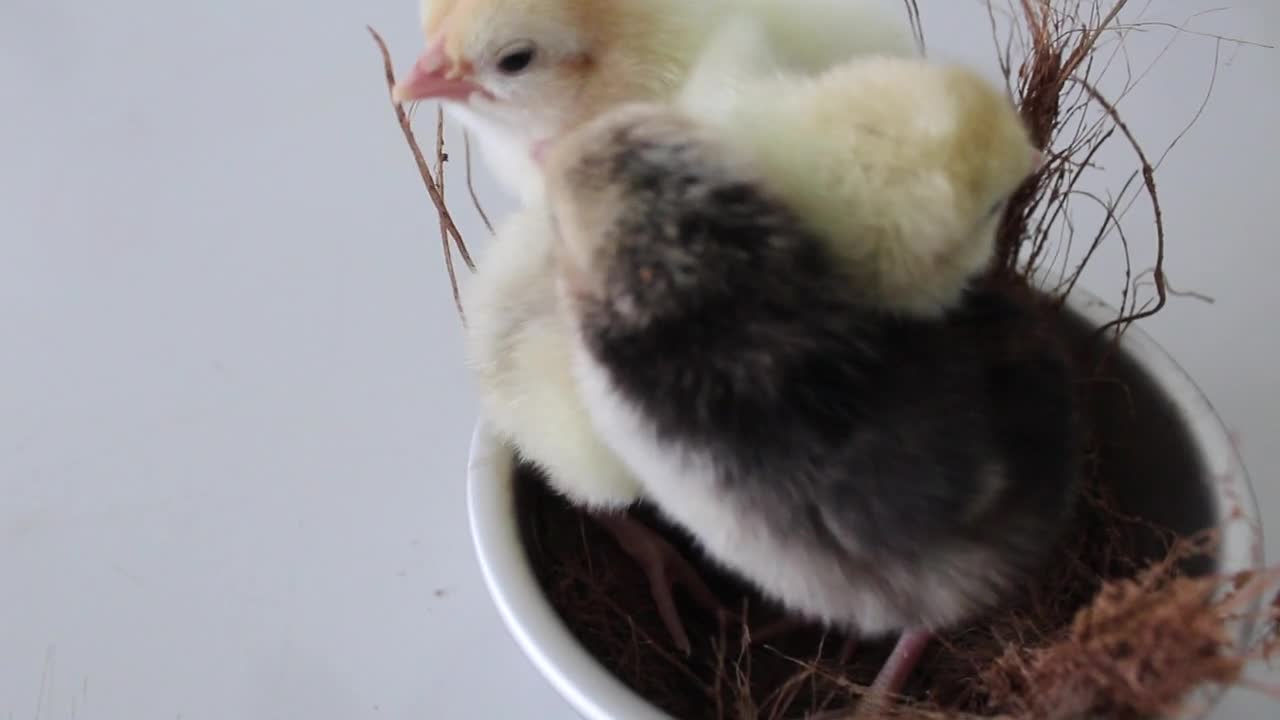 Very Close up video of chicks