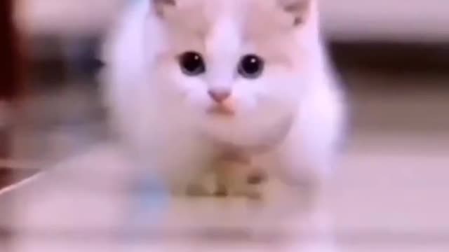 So Cute Cat.