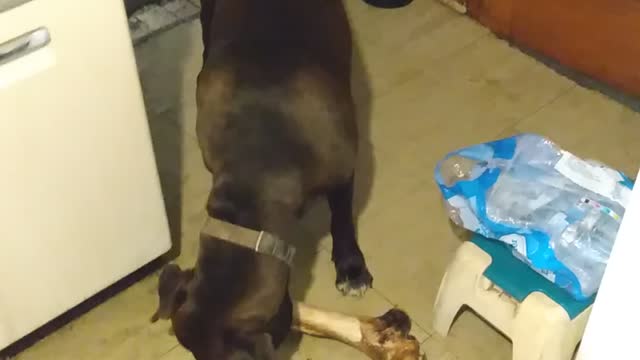 Rocket the dogg and his big ole bone