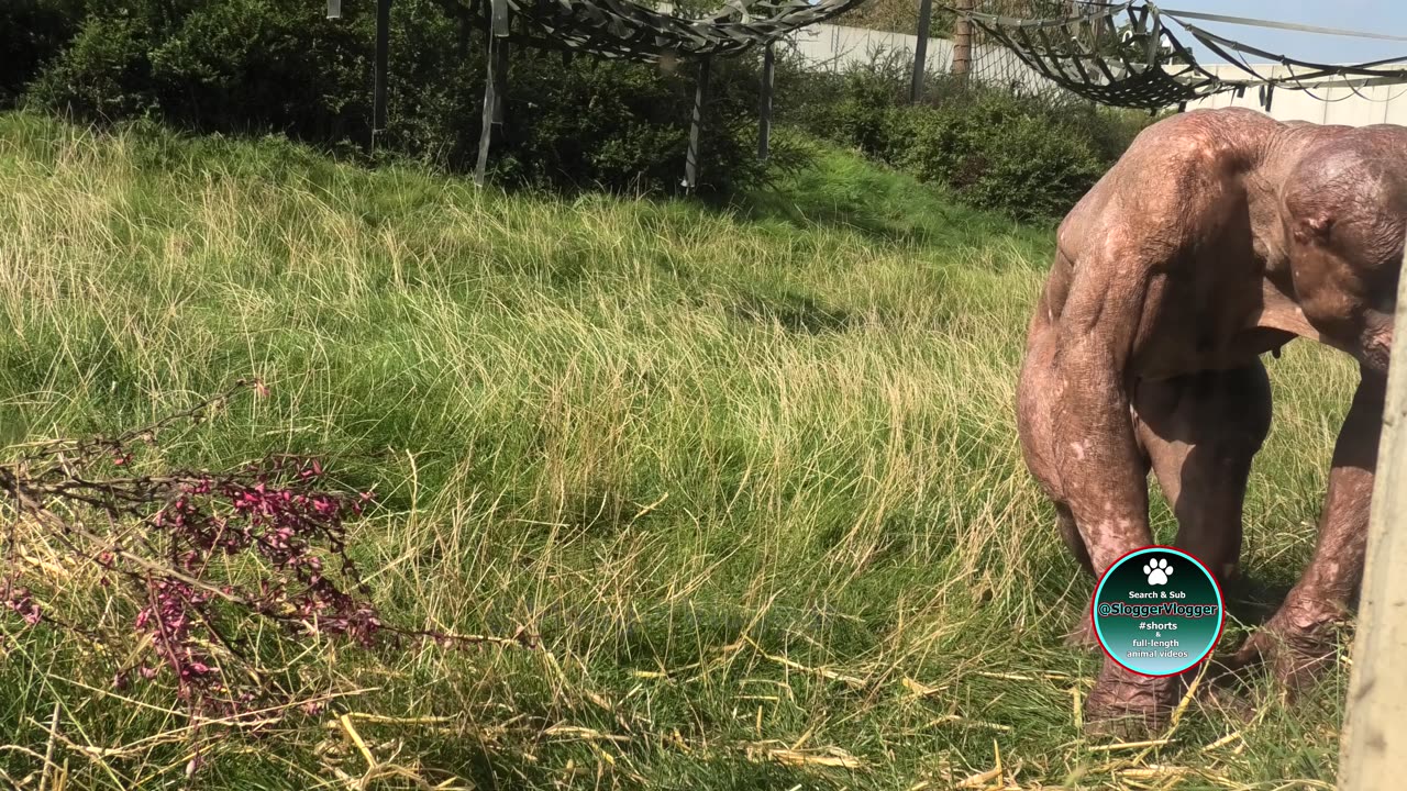 Jambo's Itchy Dilemma at Twycross Zoo