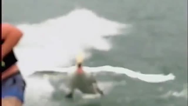 This swan was fed up with human skateboarding in his lake and was shocked by the sight.