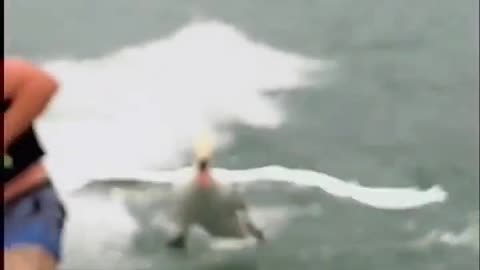 This swan was fed up with human skateboarding in his lake and was shocked by the sight.