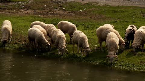 The Mammal Animal Sheep Near The River