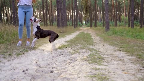 Girl playing with her dog in the forest at sunset